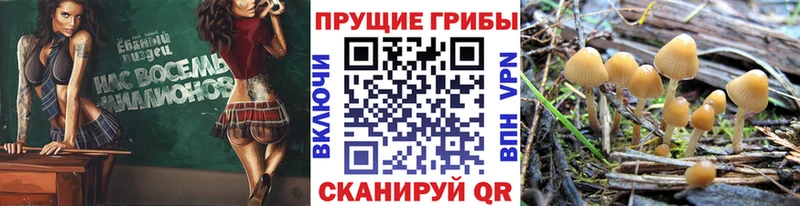 hydra как зайти  Алексин  Галлюциногенные грибы ЛСД 